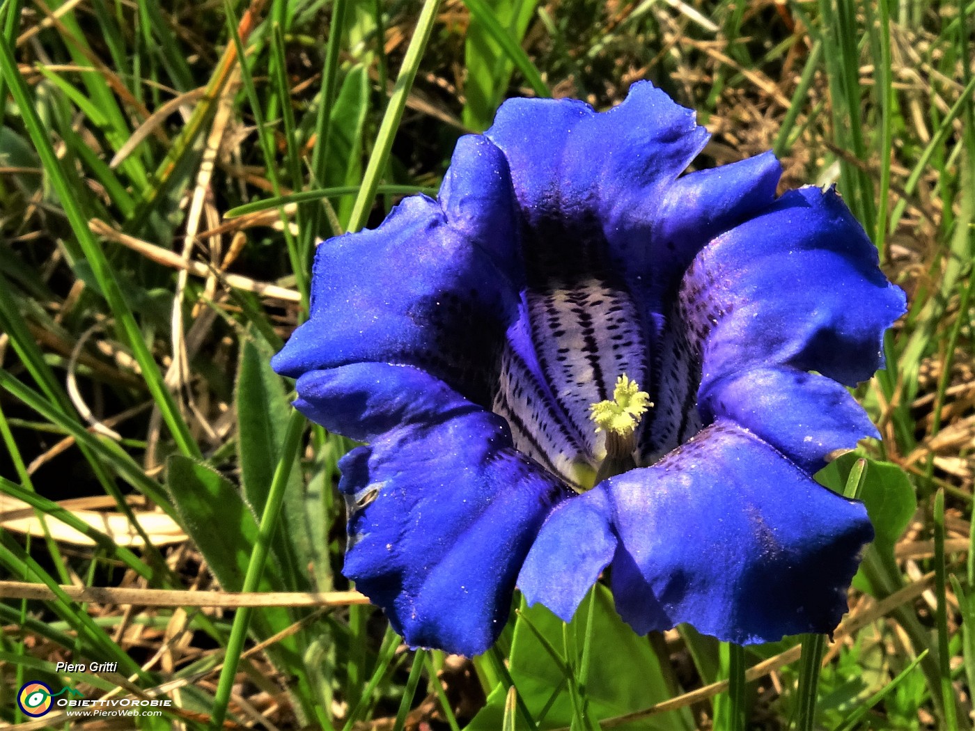 44 Gentiana clusii (Genziana di Clusius).JPG